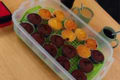IMG-20260413-WA0043